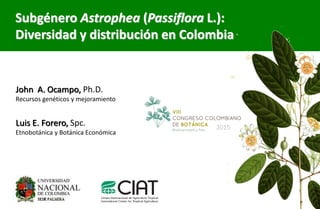 Subgénero Astrophea (Passiflora L.):
Diversidad y distribución en Colombia
John A. Ocampo, Ph.D.
Recursos genéticos y mejoramiento
Luis E. Forero, Spc.
Etnobotánica y Botánica Económica
2015
 