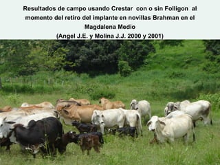 Resultados de campo usando Crestar con o sin Folligon al
momento del retiro del implante en novillas Brahman en el
                   Magdalena Medio
          (Angel J.E. y Molina J.J. 2000 y 2001)




                                                      11/16/2011   38
 