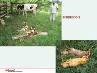 SOBREDOSIS




             11/16/2011   42
 