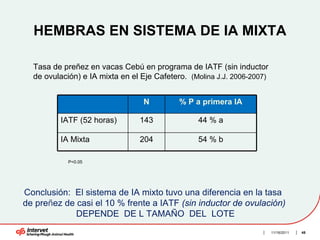 HEMBRAS EN SISTEMA DE IA MIXTA

  Tasa de preñez en vacas Cebú en programa de IATF (sin inductor
  de ovulación) e IA mixta en el Eje Cafetero. (Molina J.J. 2006-2007)


                                 N          % P a primera IA

         IATF (52 horas)        143              44 % a

         IA Mixta               204              54 % b

            P<0.05




Conclusión: El sistema de IA mixto tuvo una diferencia en la tasa
de preñez de casi el 10 % frente a IATF (sin inductor de ovulación)
             DEPENDE DE L TAMAÑO DEL LOTE
                                                                         11/16/2011   48
 