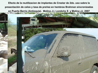 Efecto de la reutilizacion de implantes de Crestar de 2do. uso sobre la
presentación de celos y tasa de preñez en hembras Brahman sincronizadas
  en Puerto Berrio (Antioquia). Molina J.I, Londoño S y Molina JJ. 2007




                                                                   11/16/2011   64
 