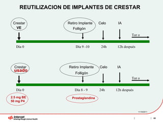 REUTILIZACION DE IMPLANTES DE CRESTAR

 Crestar           Retiro Implante    Celo    IA
   VE                 Folligón
                                                      Tor o


   Día 0                Día 9 -10      24h    12h después




  Crestar           Retiro Implante   Celo    IA
 usado
                       Folligón
                                                      Tor o


   Día 0               Día 8 - 9      24h    12h después

2.5 mg BE            Prostaglandina
50 mg P4


                                                            11/16/2011


                                                                         65
 