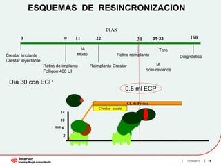 ESQUEMAS DE RESINCRONIZACION

                                                      DIAS
       0                         9   11          22                     30        31-33           160

                                       IA                                           Toro
Crestar implante                      Mixto                 Retiro reimplante                Diagnóstico
Crestar inyectable
                     Retiro de implante       Reimplante Crestar                   IA
                     Folligon 400 UI                                         Solo retornos

 Día 30 con ECP
                                                                  0.5 ml ECP

                                                                   CL de Preñez
                                                  Crestar usado
                             14

                             10
                          mm 6

                               2




                                                                                                11/16/2011   78
 