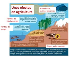 Unos efectos
en agricultura
Perdida de
biodiversidad
Perdida de
suelos
Aumento de
eventos extremos
Plagas, enfermedades
 