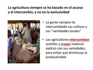 La agricultura siempre se ha basado en el acceso
y el intercambio, y no en la exclusividad
• La gente siempre ha
intercambiado sus cultivos y
sus “variedades locales”
• Los agricultores intercambian
semillas y cruzan material
exótico con sus variedades,
para evitar que disminuya la
productividad
 