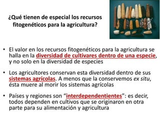 ¿Qué tienen de especial los recursos
fitogenéticos para la agricultura?
• El valor en los recursos fitogenéticos para la agricultura se
halla en la diversidad de cultivares dentro de una especie,
y no solo en la diversidad de especies
• Los agricultores conservan esta diversidad dentro de sus
sistemas agrícolas. A menos que la conservemos ex situ,
ésta muere al morir los sistemas agrícolas
• Países y regiones son “interdependentientes”: es decir,
todos dependen en cultivos que se originaron en otra
parte para su alimentación y agricultura
 