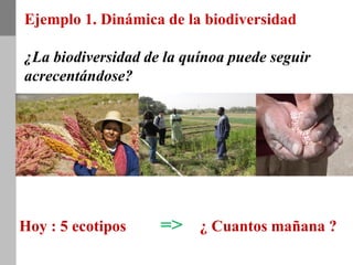 Ejemplo 1. Dinámica de la biodiversidad
¿La biodiversidad de la quínoa puede seguir
acrecentándose?
Hoy : 5 ecotipos => ¿ Cuantos mañana ?
 