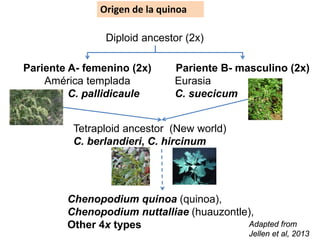 Pariente A- femenino (2x)
América templada
C. pallidicaule
Origen de la quinoa
Diploid ancestor (2x)
Pariente B- masculino (2x)
Eurasia
C. suecicum
Tetraploid ancestor (New world)
C. berlandieri, C. hircinum
Chenopodium quinoa (quinoa),
Chenopodium nuttalliae (huauzontle),
Other 4x types Adapted from
Jellen et al, 2013
 