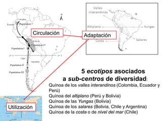 5 ecotipos asociados
a sub-centros de diversidad:
Quínoa de los valles interandinos (Colombia, Ecuador y
Perú)
Quínoa del altiplano (Perú y Bolivia)
Quínoa de las Yungas (Bolivia)
Quínoa de los salares (Bolivia, Chile y Argentina)
Quínoa de la costa o de nivel del mar (Chile)
Circulación Adaptación
Utilización
 