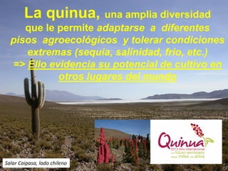 La quinua, una amplia diversidad
que le permite adaptarse a diferentes
pisos agroecológicos y tolerar condiciones
extremas (sequia, salinidad, frio, etc.)
=> Ello evidencia su potencial de cultivo en
otros lugares del mundo
Salar Coipasa, lado chileno
 