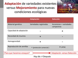 Adaptación de variedades existentes
versus Mejoramiento para nuevas
condiciones ecológicas
Adaptación Selección
Material genético Variedades registradas Accesiones = variedades
campesinas
Capacidad de adaptación - +
Necesidad de insumos + -
Homogeneidad + -
Reproducción de semillas
- (protección comercial ) + (ATM)
Para que hacemos ensayos? Adaptación versus Selección
Hoy día ≠ Después
Comunidad Mapuche,
Sur de Chile
 