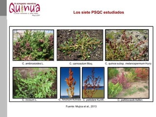 Los siete PSQC estudiados
C. ambrosioides L. C. carnosolum Moq. C. quinoa subsp. melanospermum Hunz
C. incisum L. C. hircinum Kchrad. C. petiolare Kunth. C. palliducaule Aellen.
Fuente: Mujica et al., 2013
 
