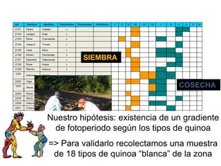 SIEMBRA
COSECHA
Nuestro hipótesis: existencia de un gradiente
de fotoperiodo según los tipos de quinoa
=> Para validarlo recolectamos una muestra
de 18 tipos de quinoa “blanca” de la zona
 