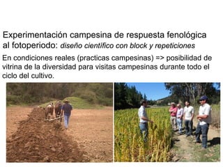 Experimentación campesina de respuesta fenológica
al fotoperiodo: diseño científico con block y repeticiones
En condiciones reales (practicas campesinas) => posibilidad de
vitrina de la diversidad para visitas campesinas durante todo el
ciclo del cultivo.
 