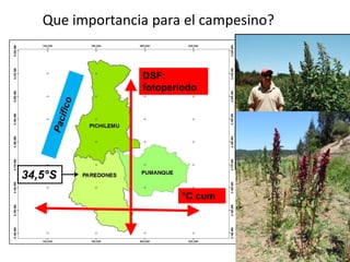 Que importancia para el campesino?
34,5°S
°C cum
DSF:
fotoperiodo
 