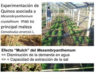 Efecto “Mulch” del Mesembryanthemum
=> Disminución de la demanda en agua
=> + Capacidad de extracción de la sal
 