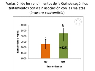 Variación de los rendimientos de la Quínoa según los
tratamientos con o sin asociación con las malezas
(invasora + adventicia)
a
b
A
+42%
 