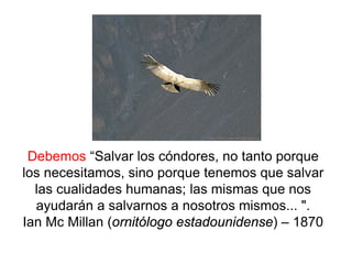 Debemos “Salvar los cóndores, no tanto porque
los necesitamos, sino porque tenemos que salvar
las cualidades humanas; las mismas que nos
ayudarán a salvarnos a nosotros mismos... ".
Ian Mc Millan (ornitólogo estadounidense) – 1870
 