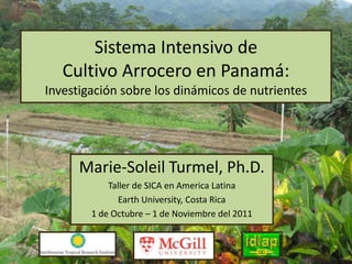 Sistema Intensivo de
   Cultivo Arrocero en Panamá:
Investigación sobre los dinámicos de nutrientes




      Marie-Soleil Turmel, Ph.D.
            Taller de SICA en America Latina
              Earth University, Costa Rica
        1 de Octubre – 1 de Noviembre del 2011
 