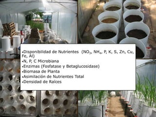 1179-Sistema Intensivo de Cultivo Arrocero en Panama