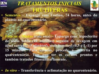 TRATAMENTOS INICIAIS 
FRUTÍFERAS 
• Sementes – Expurgo com Fosfina, 74 horas, antes do 
plantio no quarentenário. 
• Estacas e Mudas (raiz nua) – Expurgo com hipoclorito 
de sódio 0,5% (10 minutos) seguida de lavagem em 
água corrente (5 minutos), mais benomyl (0,5 g L-1) por 
15 minutos. Para estacas, procede a enxertia no 
quarentenário. Tem que ter os cavalos prontos e 
também tratados fitossanitariamente. 
• In vitro – Transferência e aclimatação no quarentenário. 
 
