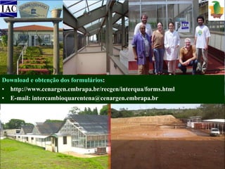Download e obtenção dos formulários: 
• http://www.cenargen.embrapa.br/recgen/interqua/forms.html 
• E-mail: intercambioquarentena@cenargen.embrapa.br 
COORDENAÇÃO GERAL: Christina Dudienas 
 