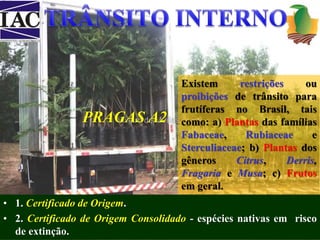 • 1. Certificado de Origem. 
• 2. Certificado de Origem Consolidado - espécies nativas em risco 
de extinção. 
Existem restrições ou 
proibições de trânsito para 
frutíferas no Brasil, tais 
como: a) Plantas das famílias 
Fabaceae, Rubiaceae e 
Sterculiaceae; b) Plantas dos 
gêneros Citrus, Derris, 
Fragaria e Musa; c) Frutos 
em geral. 
PRAGAS A2 
 