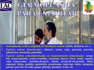 1. Germoplasma exótico, adaptado de introdução remota: melão, melancia, etc...; 
2. Espécies nativas domesticadas: Abacaxi, cacau, caju, guaraná, graviola, 
jabuticaba, maracujá, pupunha; 
3. Espécies nativas semi-domesticadas ou incipientemente domesticadas: Araçá-boi, 
araçá-amarela, araçá-vermelho, araticum, bacuri, baru, butiá, cagaita, 
cajá, camu-camu, castanha-do-pará, caiaué, cereja-do-rio-grande, cubiu, 
cupuaçú, feijoa, guabiju, guabiroba, grumixama, ingá-cipó, imbu, mangaba, 
patauá, pera-do-cerrado, pequi, pitanga, pitomba, uvaia, etc. 
 