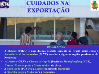 “CUIDADO COM AS PRAGAS BRASILEIRAS NA EXPORTAÇÃO” 
• A Meleira (PMeV) é uma doença descrita somente no Brasil, assim como o 
Amarelo letal do mamoeiro (PLYV) restrita a algumas regiões produtoras do 
Nordeste; 
• A Leprose (CiLV), a Clorose variegada (bactéria), Huanglongbing (HLB), 
Cancro,Mancha preta e Morte súbita do citros; 
• A Pinta verde (PGVD) e a Leprose (ácaro) do maracujá; 
• A Sigatoka negra e Moko para a bananeira. 
 