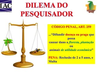 CÓDIGO PENAL, ART. 259 
...“Difundir doença ou praga que 
possa 
causar dano a floresta, plantação 
ou 
animais de utilidade econômica” 
PENA: Reclusão de 2 a 5 anos, e 
Multa 
 