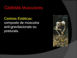 Cadeias Musculares
Cadeias Estáticas:
composto de músculos
anti-gravitacionais ou
posturais.
 