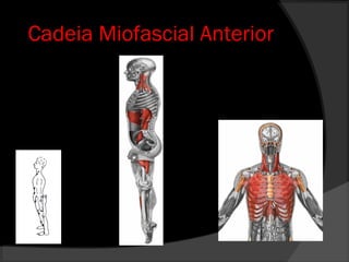 Cadeia Miofascial Anterior
 