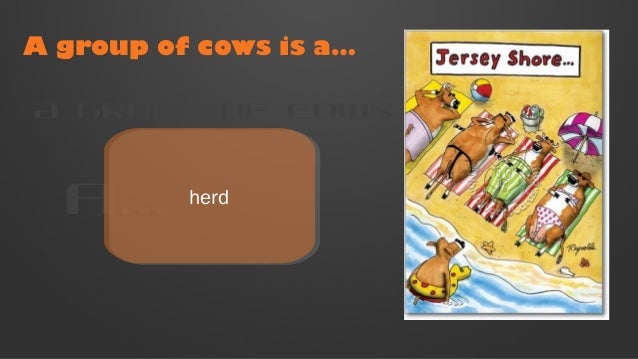 Collective Nouns (Funny)
