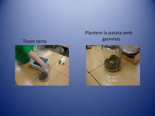 Plantem la patata amb
Tirem terra          gemmes
 