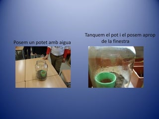 Tanquem el pot i el posem aprop
Posem un potet amb aigua         de la finestra
 