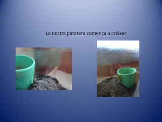 La nostra patatera comença a créixer
 