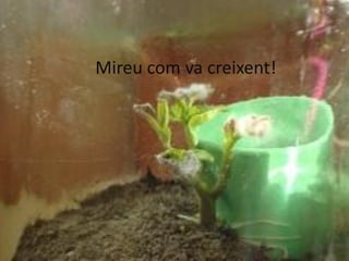 Mireu com va creixent!
 