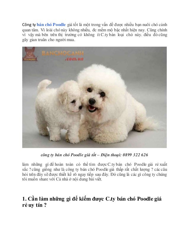 Cong ty ban cho poodle gia tot