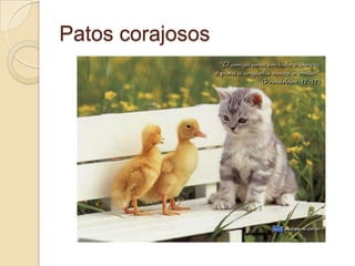 Patos corajosos

 