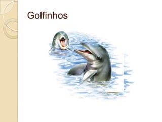 Golfinhos

 