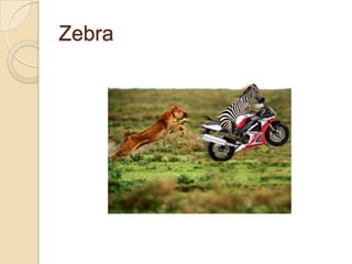 Zebra

 