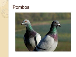 Pombos

 