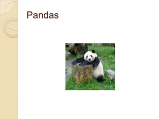 Pandas

 