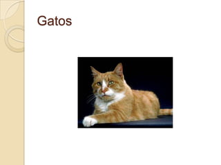 Gatos

 