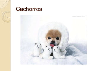 Cachorros

 