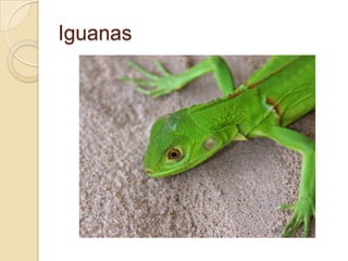 Iguanas

 