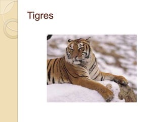 Tigres

 