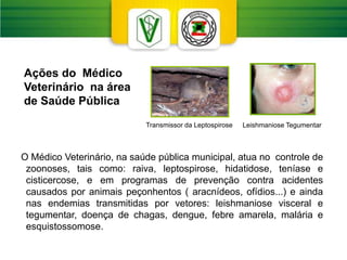 O Médico Veterinário, na saúde pública municipal, atua no controle de
zoonoses, tais como: raiva, leptospirose, hidatidose, teníase e
cisticercose, e em programas de prevenção contra acidentes
causados por animais peçonhentos ( aracnídeos, ofídios...) e ainda
nas endemias transmitidas por vetores: leishmaniose visceral e
tegumentar, doença de chagas, dengue, febre amarela, malária e
esquistossomose.
Leishmaniose Tegumentar
Transmissor da Leptospirose
Ações do Médico
Veterinário na área
de Saúde Pública
 