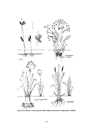 Fig. 6-13A Raízes e outras partes subterrâneas comestíveis: tubérculos e bolbos




                                     116
 