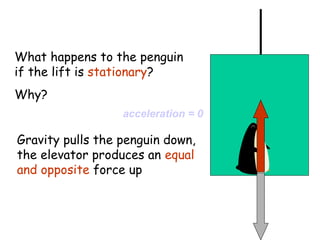 What happens to the penguin
if the lift is stationary?
Why?
acceleration = 0

Gravity pulls the penguin down,
the elevator produces an equal
and opposite force up

 
